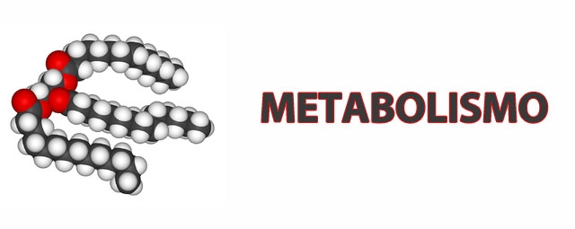 O Que é Metabolismo?
